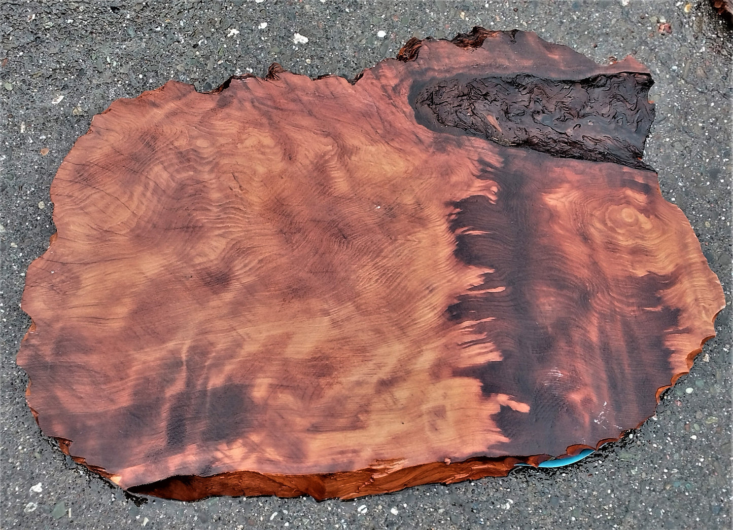 curly redwood slab | live edge | DIY | epoxy river table | burl | r23-0234