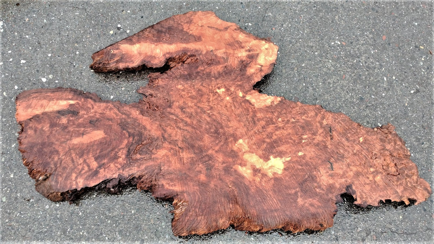 curly Redwood burl | live edge slab | DIY wood crafts | burl table | r23-0244