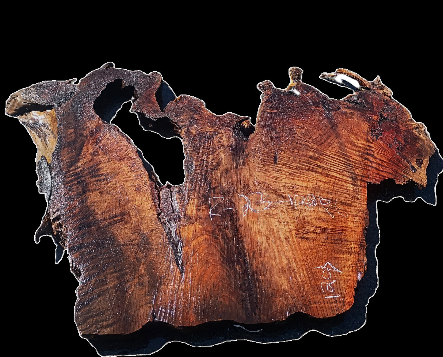 Curly Redwood Burl Slab | DIY | Table | R23-1206