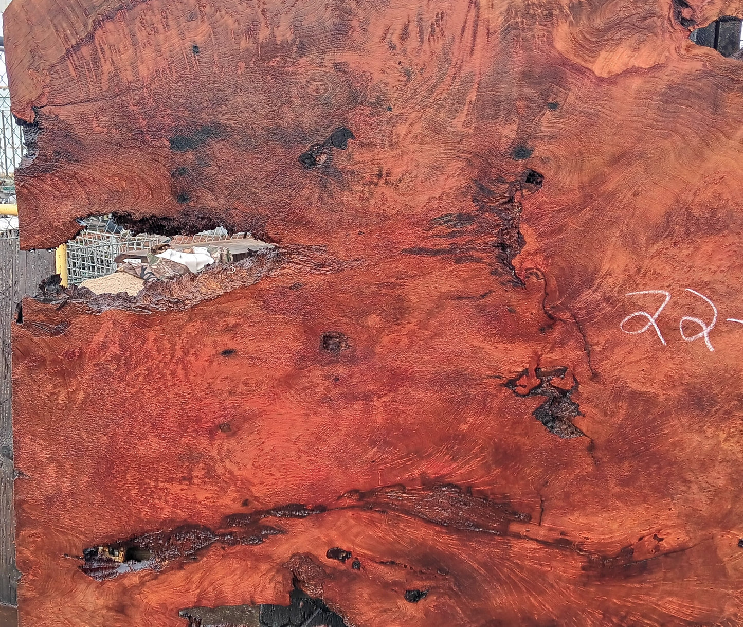 Redwood Burl | lace burl cut | River Table | Craft Wood | R22-0578