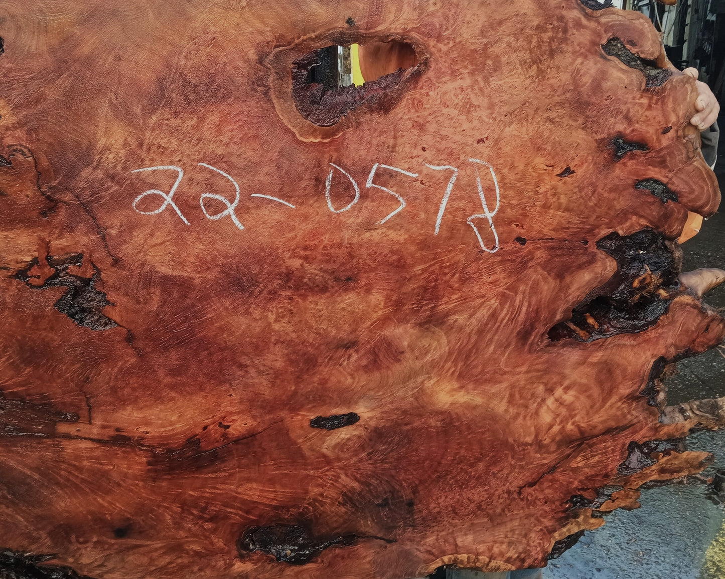 Redwood Burl | lace burl cut | River Table | Craft Wood | R22-0578