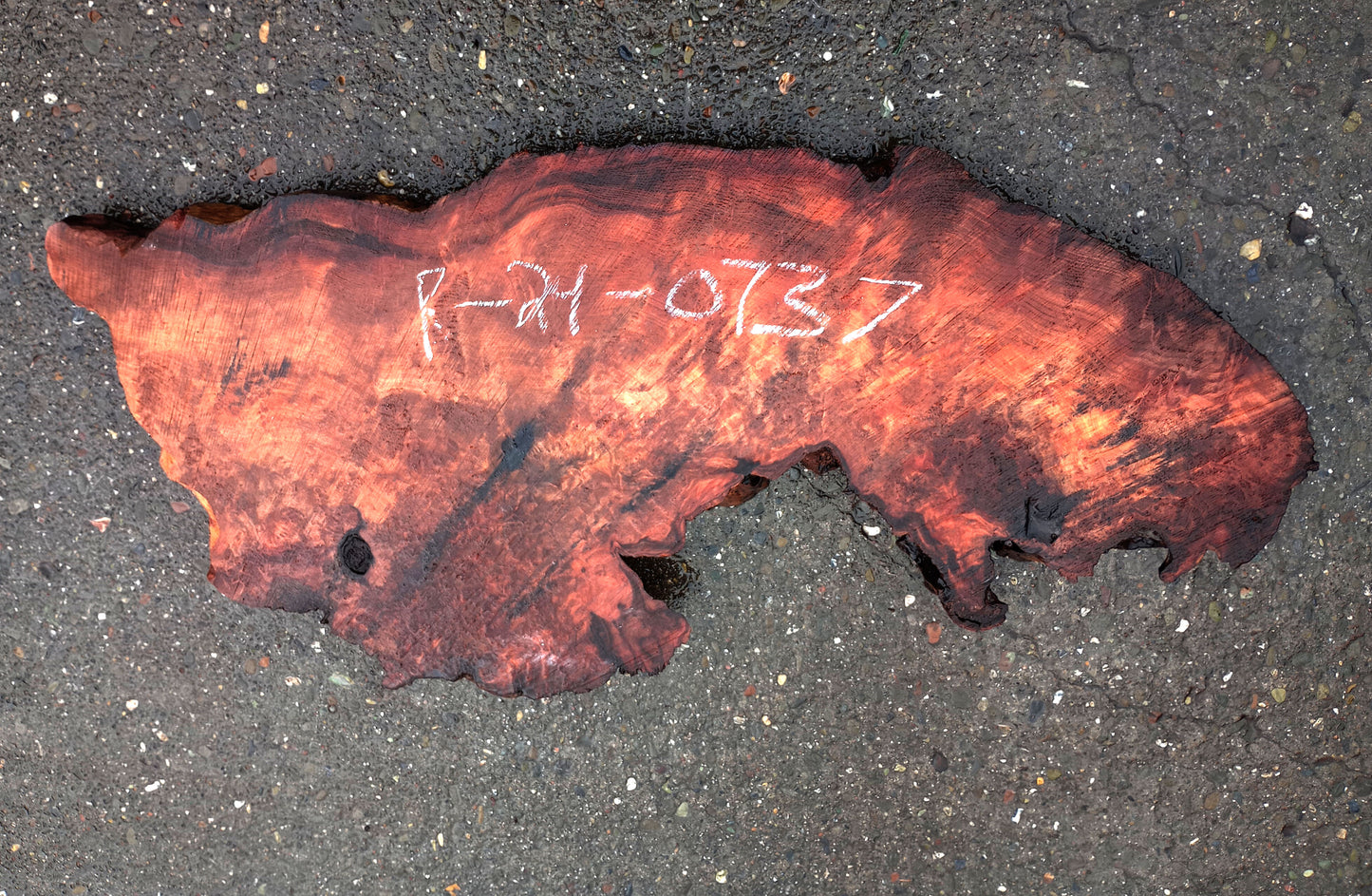 Redwood Burl Slab | DIY craft wood | Table | Redwood | R24-0737
