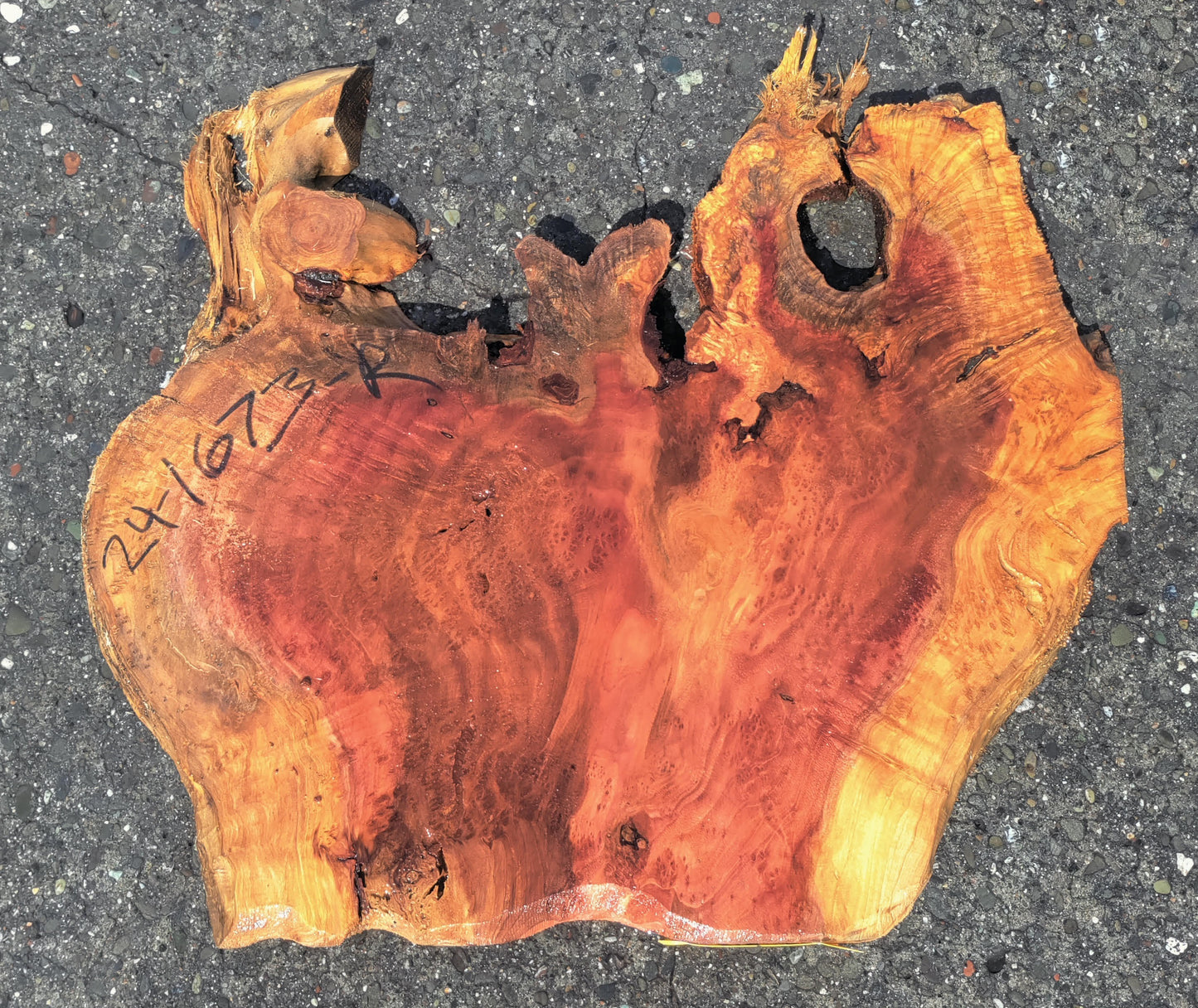 Redwood slab | Redwood Burl | Lace Burl | DIY | R24-1673