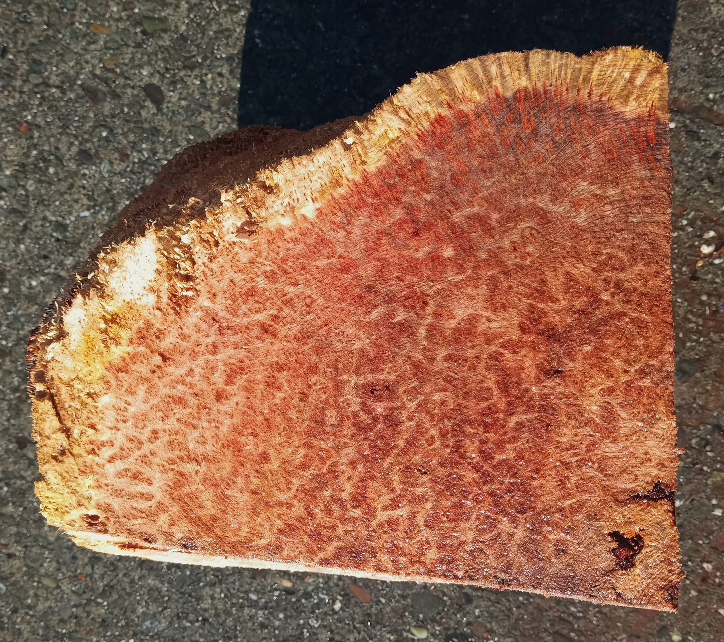 Redwood Lace Burl | Wood Turning | DIY Crafts | R24-1849