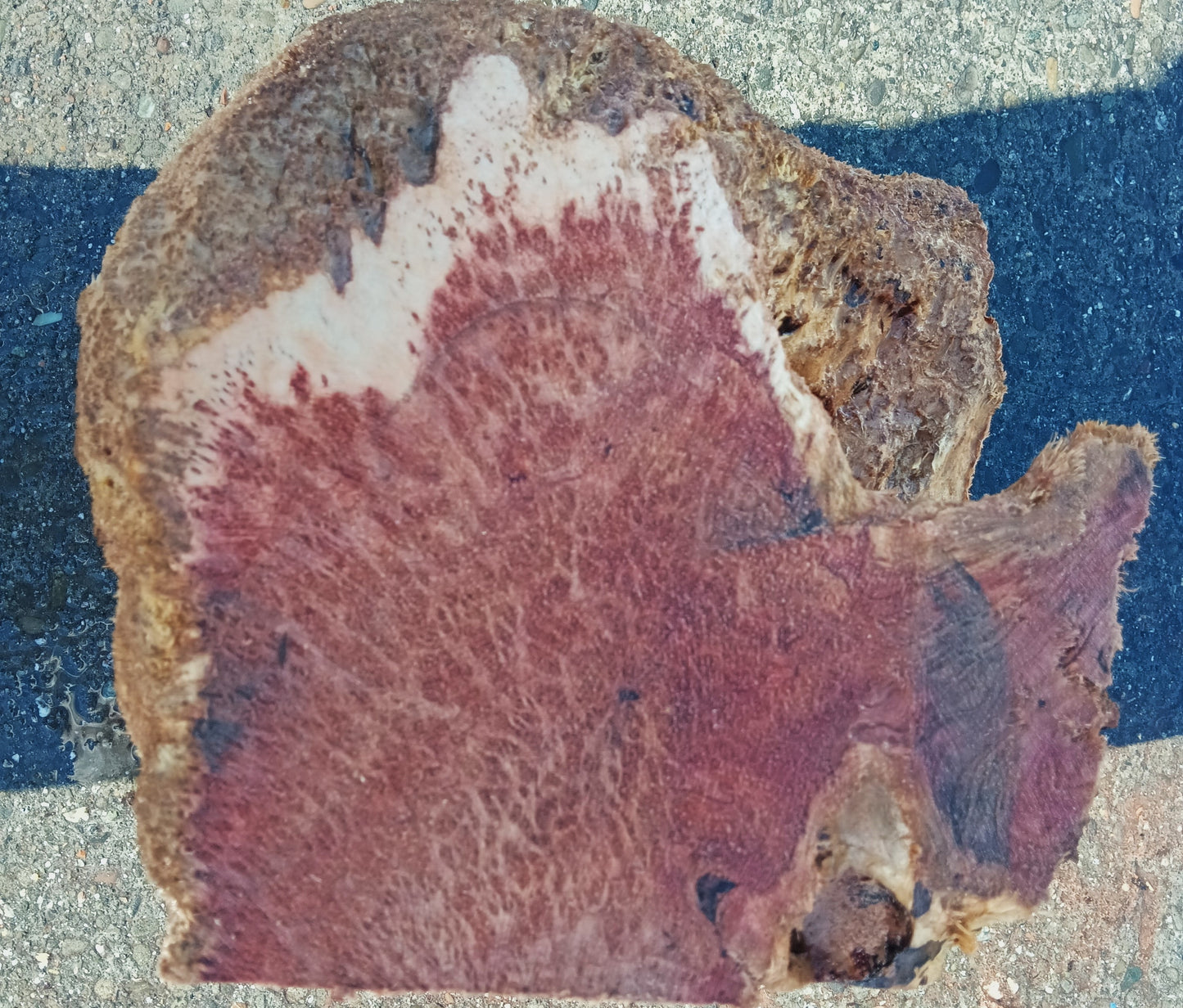 Redwood Lace Burl | Wood Turning | DIY Crafts | R24-1849
