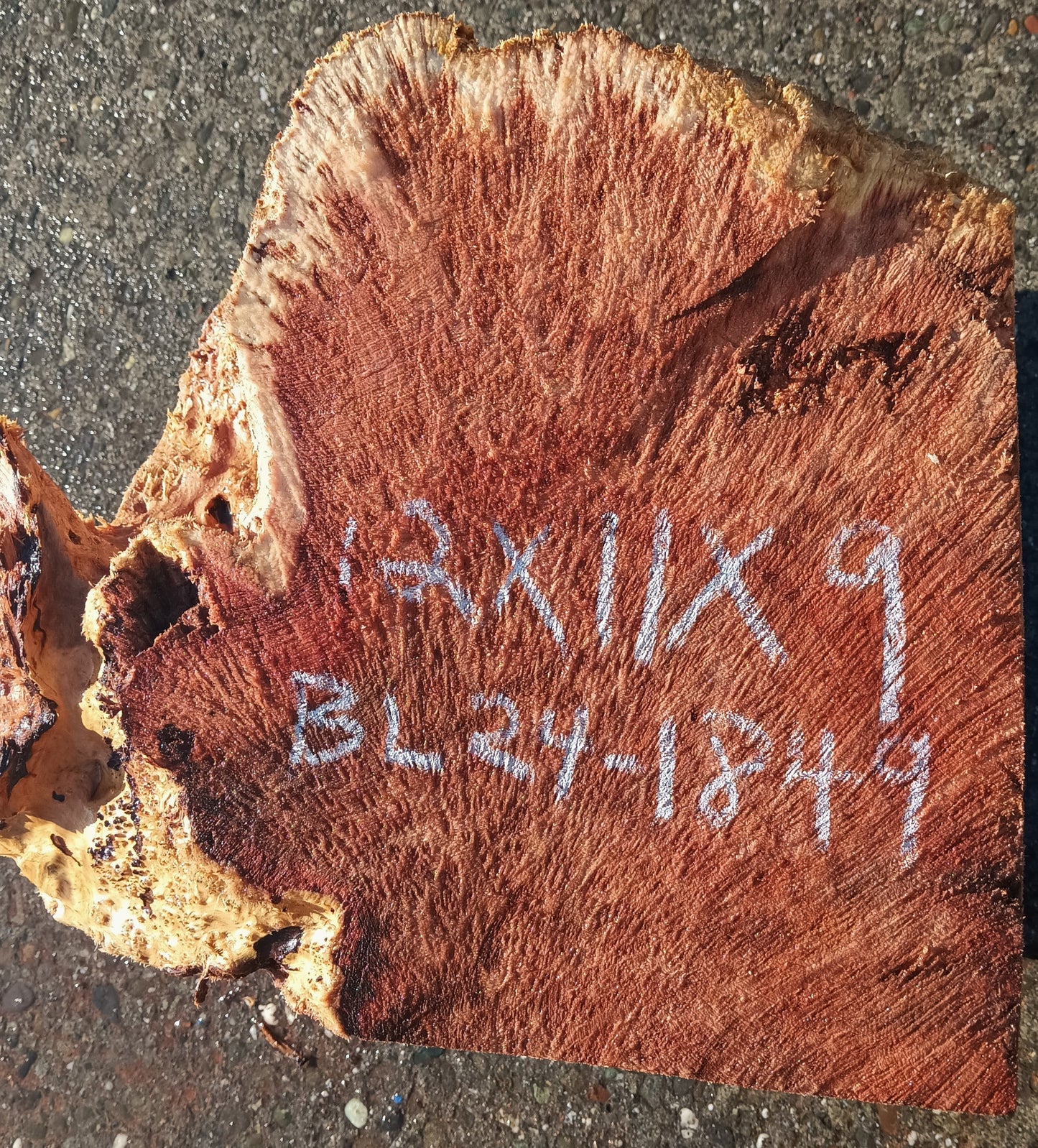Redwood Lace Burl | Wood Turning | DIY Crafts | R24-1849