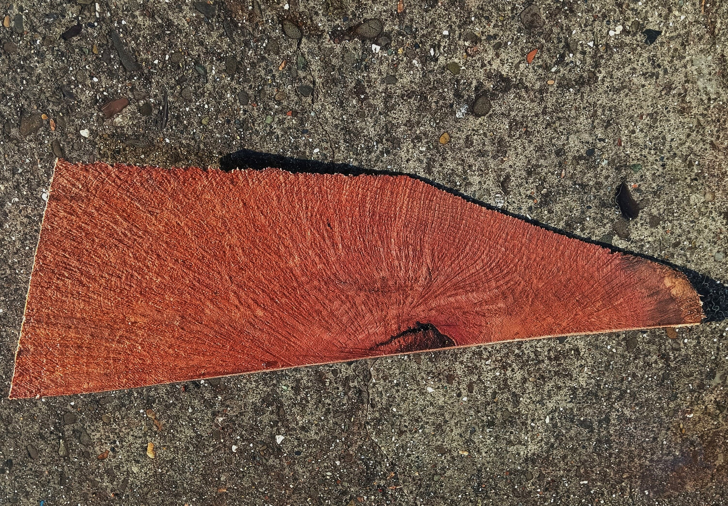 Redwood Burl | DIY Crafts | Craft Wood | R24-1883