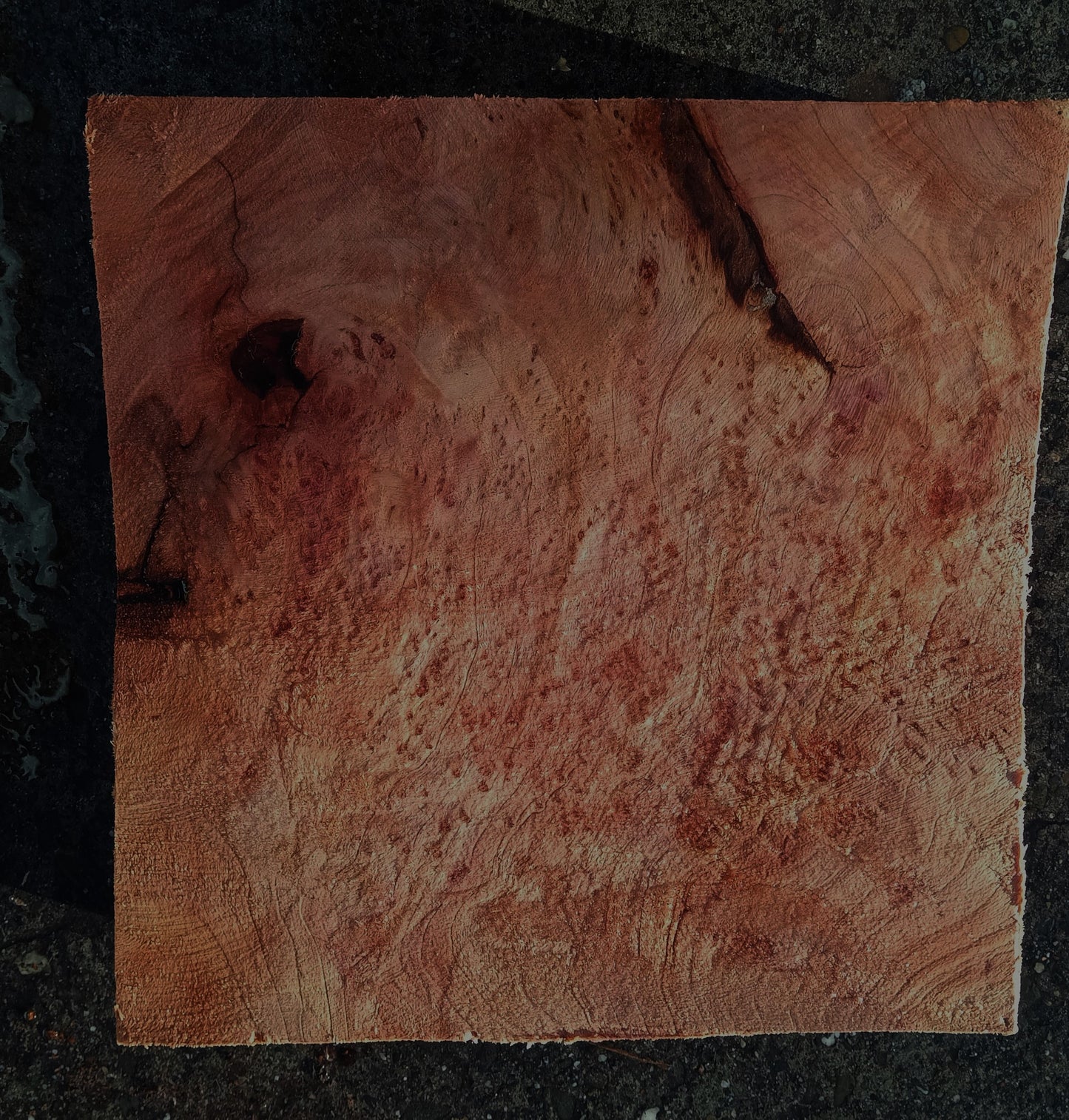 Redwood Burl | Turning block | Craft Wood | R24-1889