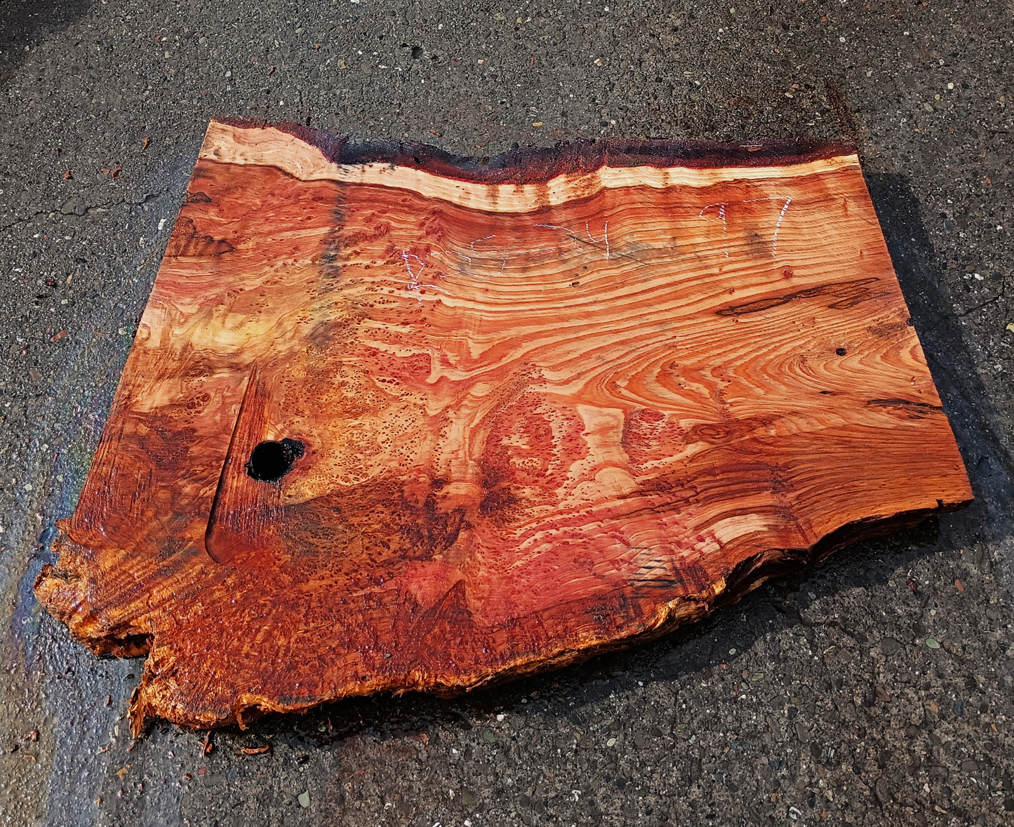 Redwood Lace Burl | DIY Crafts | Burl Slab | River Table | R25-2497