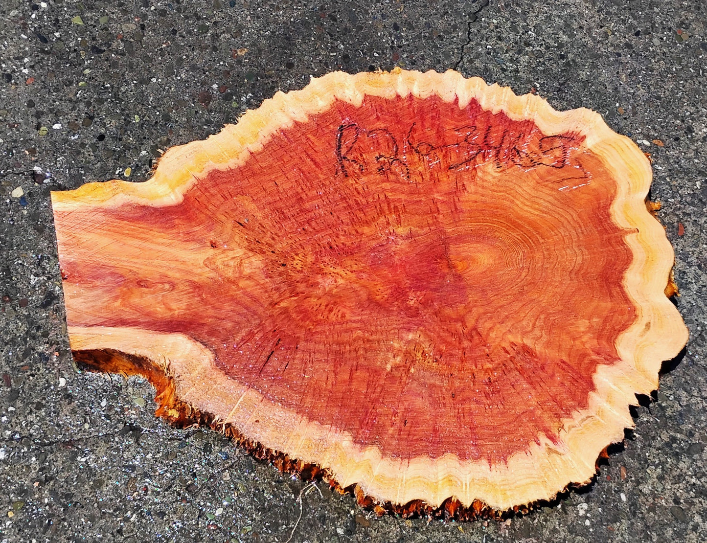 Redwood Cookie Cut slab | DIY | burl table | river table | craft wood | R26-3465