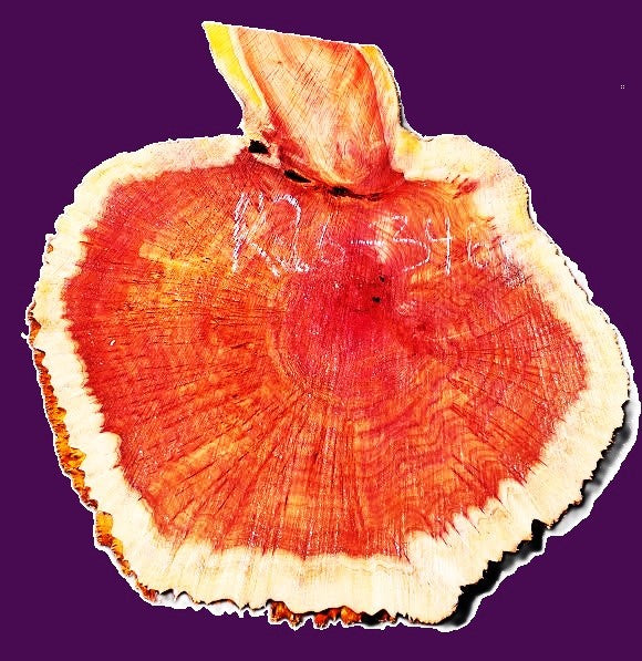 Redwood Cookie Cut slab | DIY | burl table | river table | craft wood | R26-3468