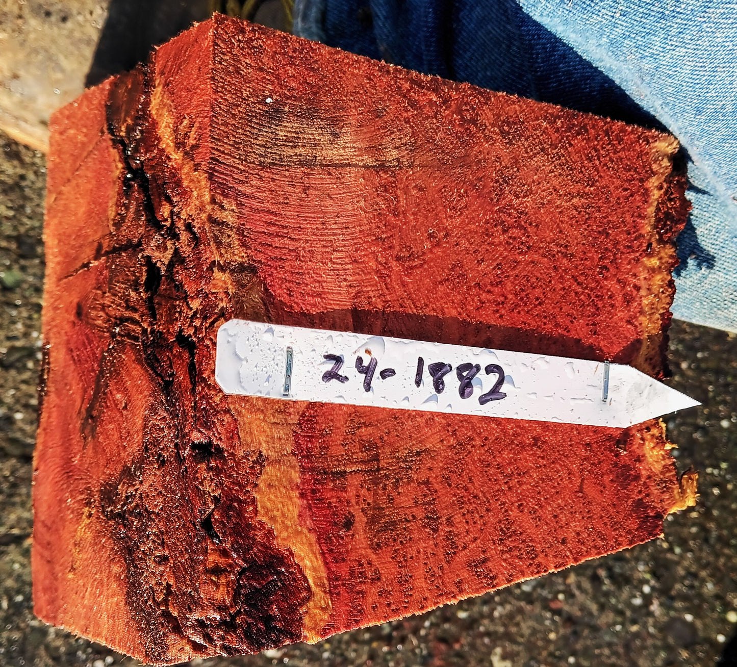 Redwood Burl | Turning block | Craft Wood | R24-1882