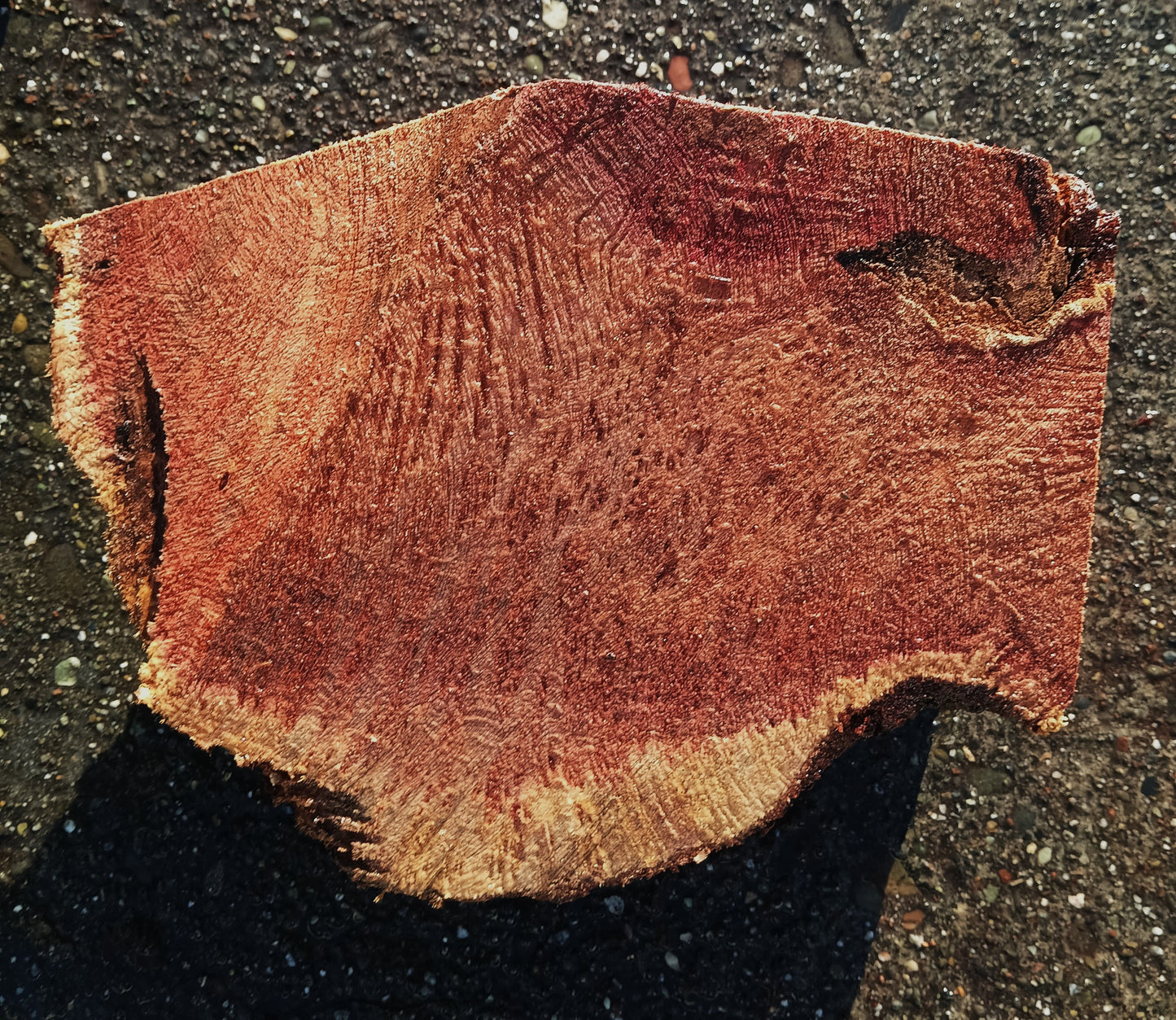 Redwood Burl | Turning block | Craft Wood | R24-1882