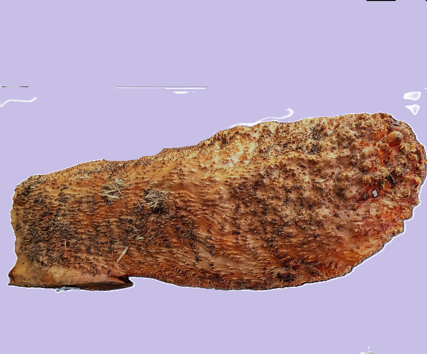 Redwood Hanging Lace Burl | DIY Crafts | Turning Block | RBL25-3355