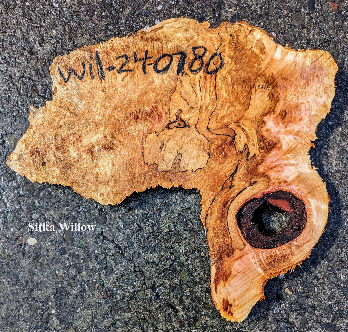 Sitka Willow | Burl slab | live edge | cookie cut | DIY | swill24-0780
