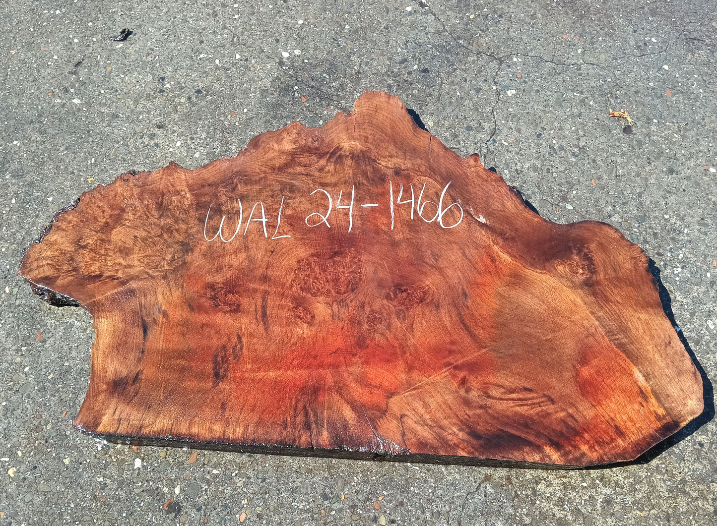 Walnut Slab | DIY Crafts | Live Edge | Wal24-1466