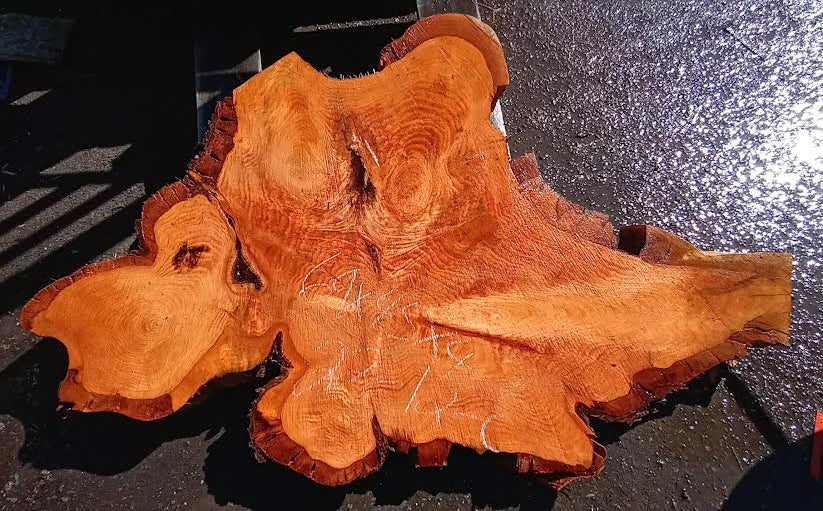 Monterey Cypress | Cookie Cut | DIY | Crafts | rustic furniture , 22-12-cyp