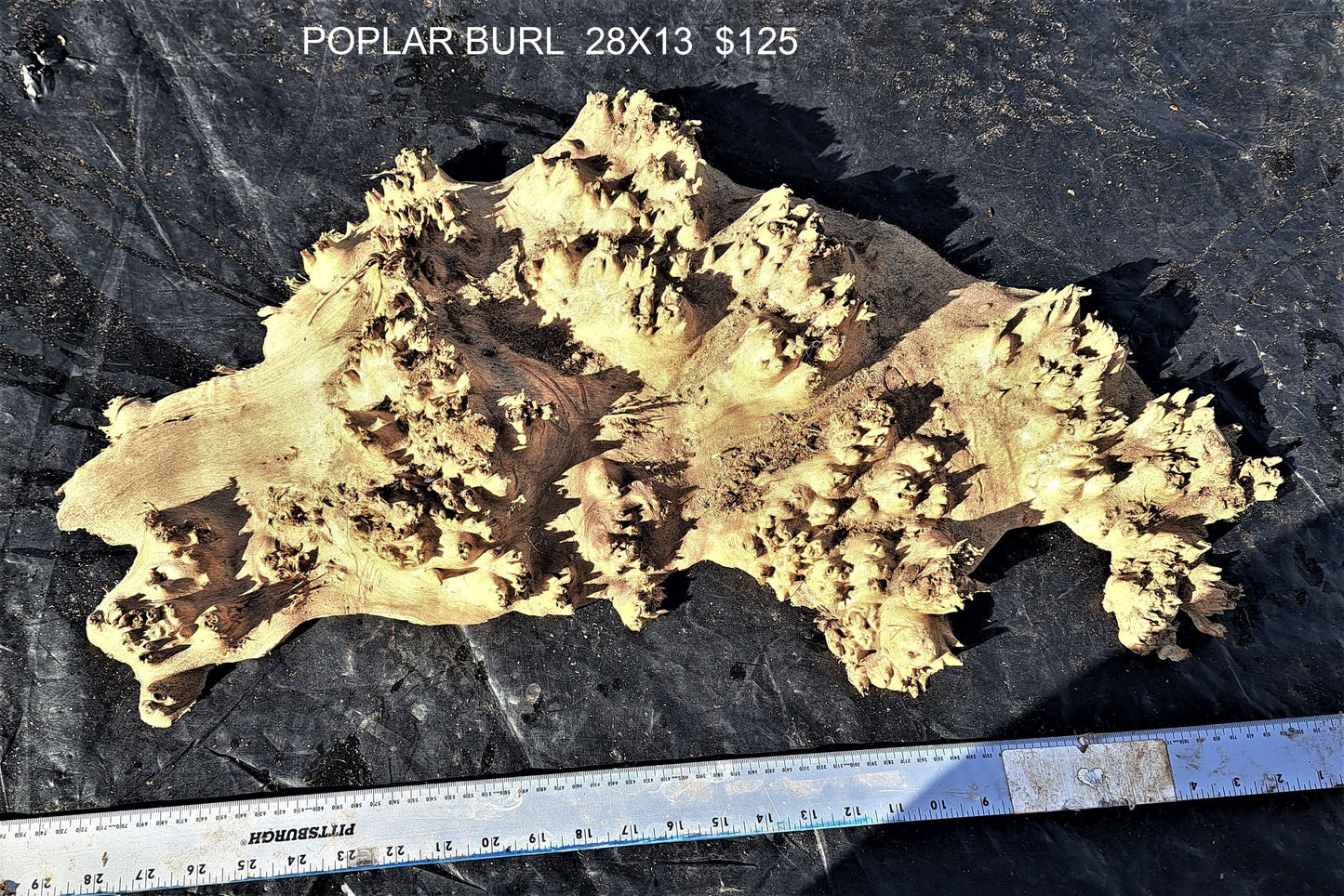 Poplar burl cap | bowl turning | wall sculpyure | trophy mount | PBC008