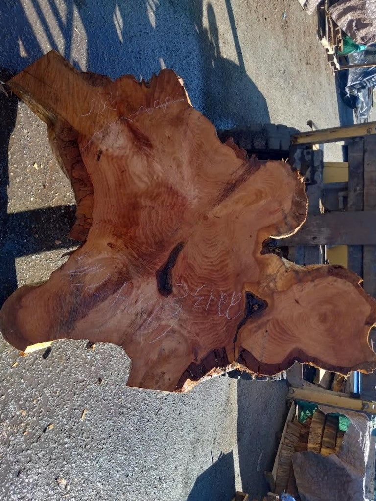 Monterey Cypress | cookie cut | Live Edge | DIY | Crafts | 22-13-c-a