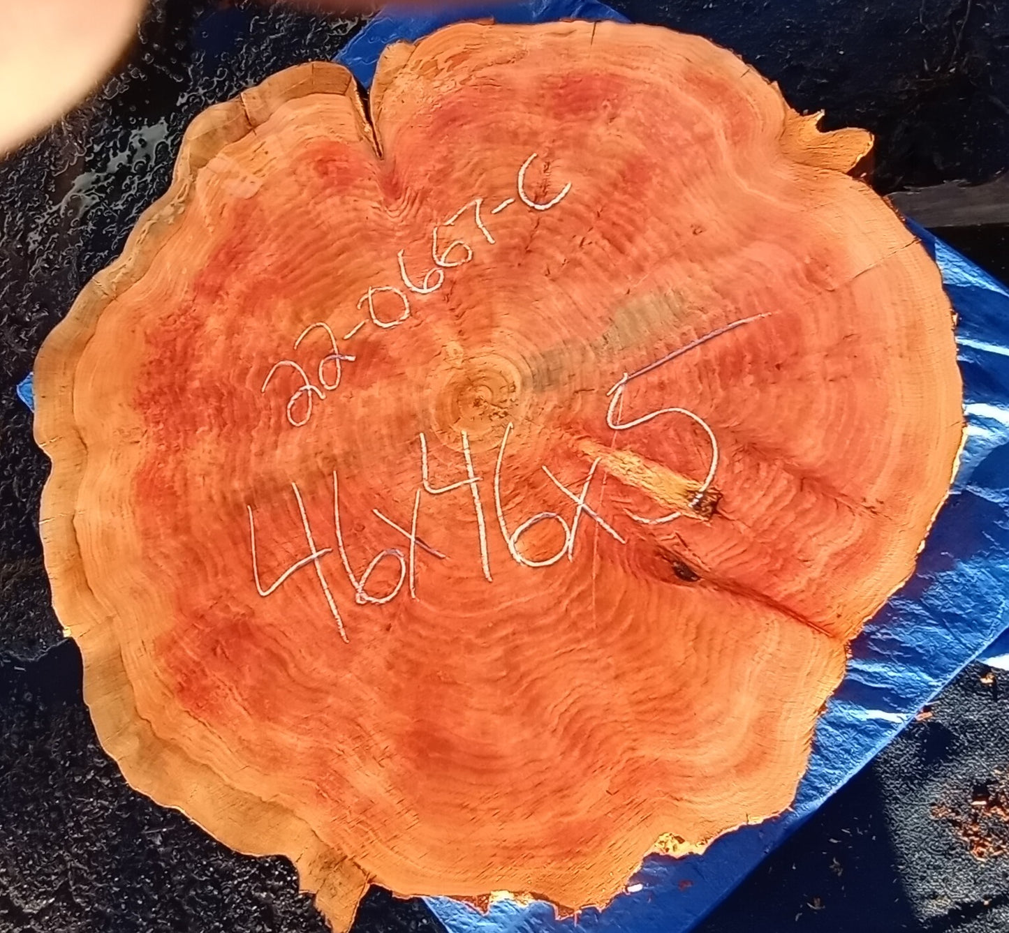 Monterey Cypress | live edge slab | cookie cut | DIY | Crafts | 22-0667