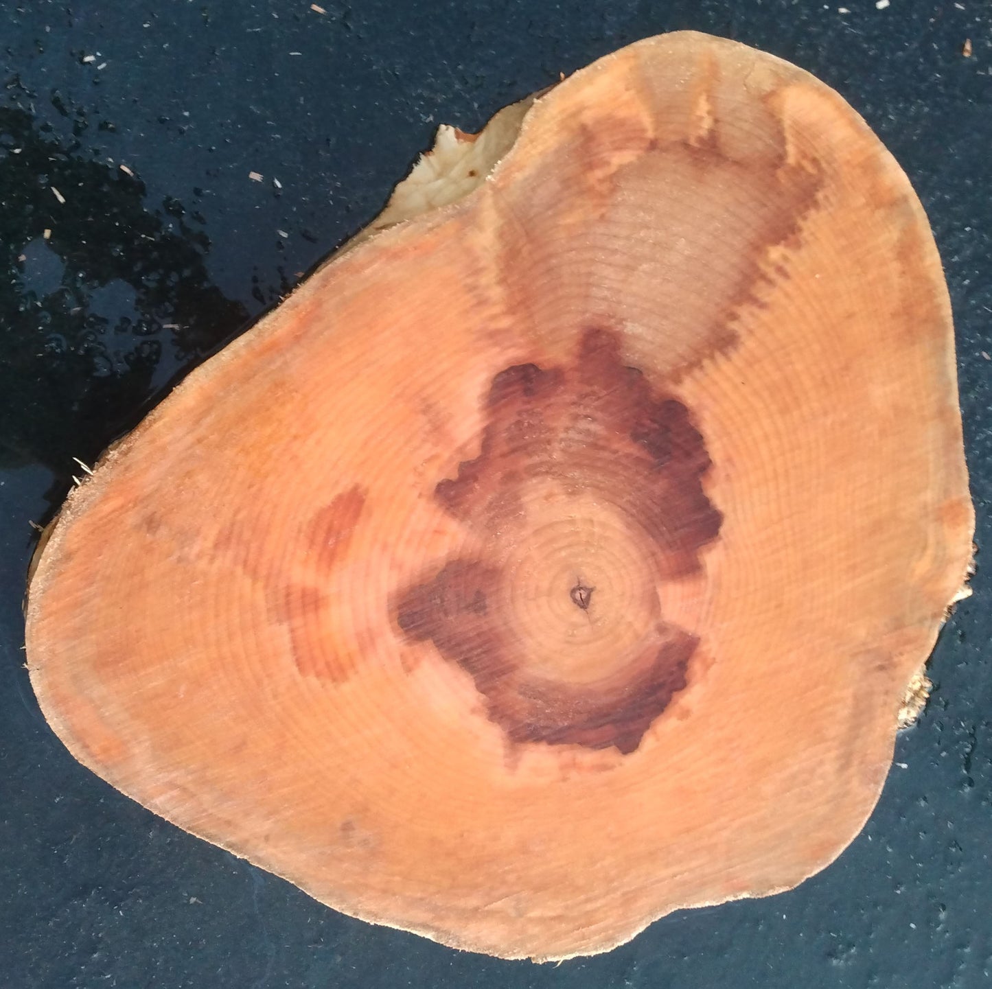 Maple burl | live edge | cookie cut | DIY craft wood | 21-0002-BS