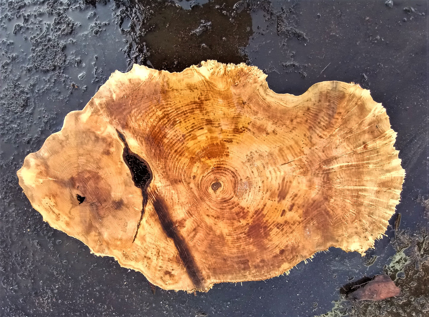 Maple burl | live edge | cookie cut | DIY craft wood | 21-0325-BS