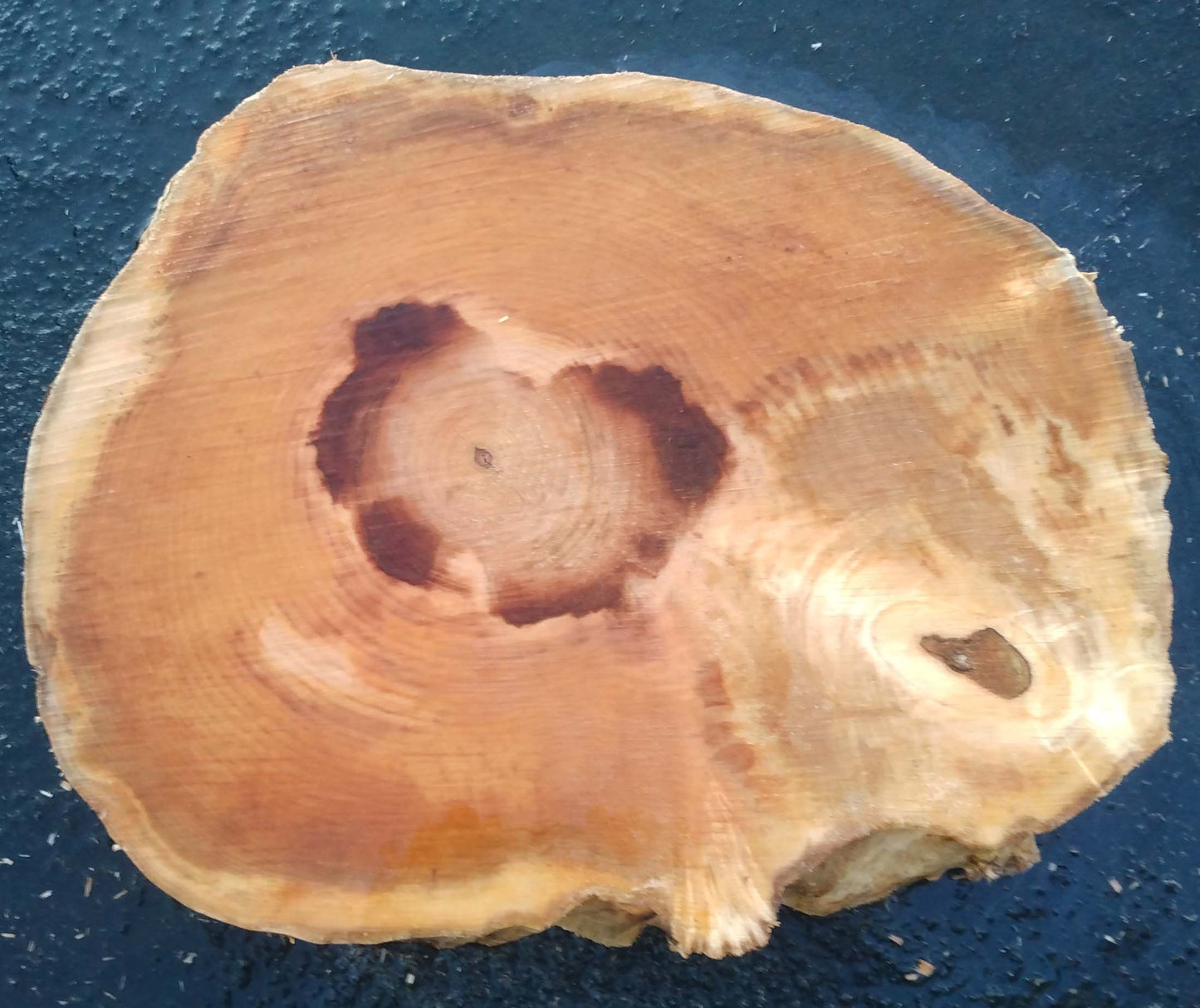 Maple cookie cut | live edge slab | GIY crafts | burl clock | 21-0347-maple
