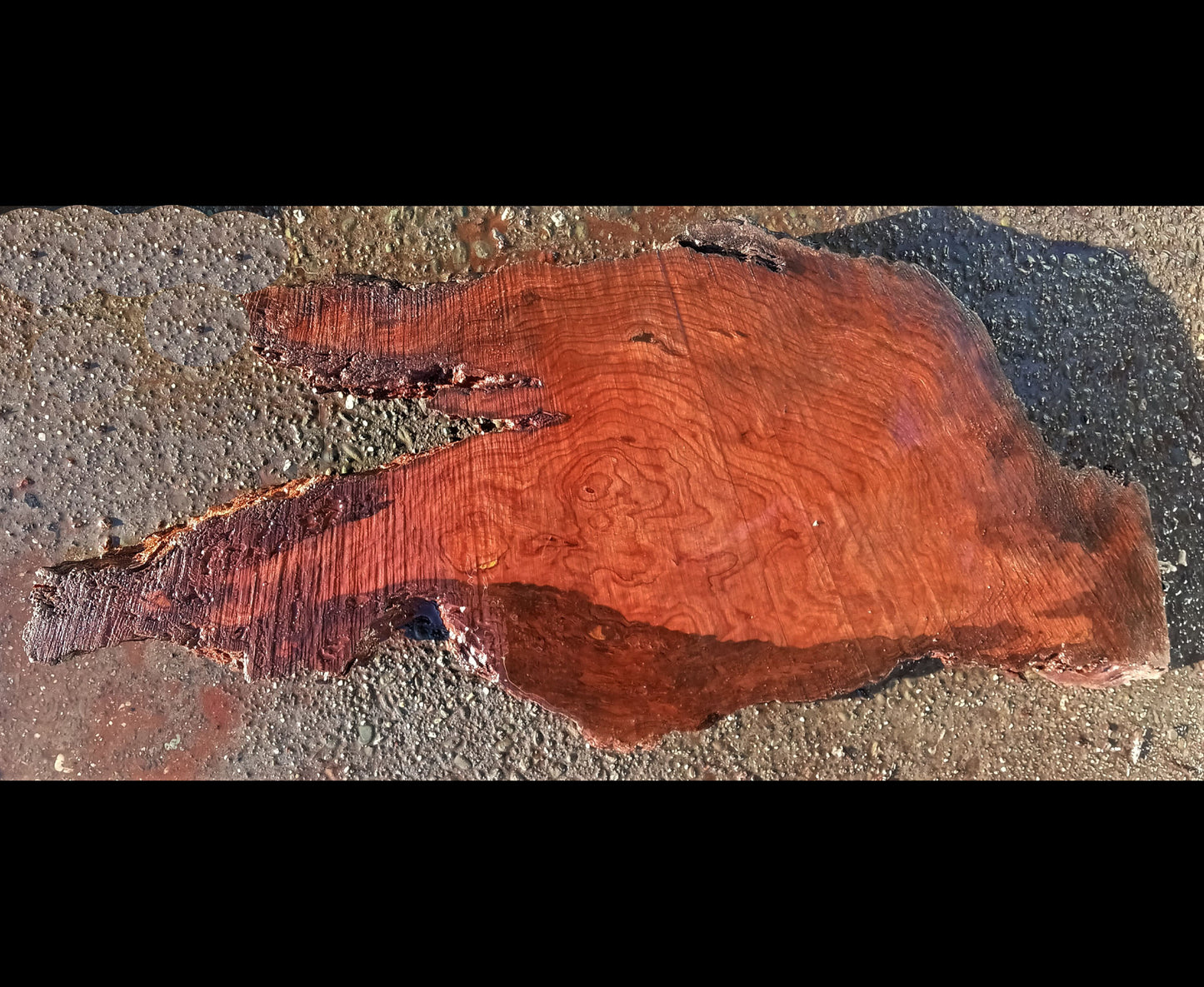 old growth redwood | bunion burl | live edge | DIY craft wood | 21-0364-BS