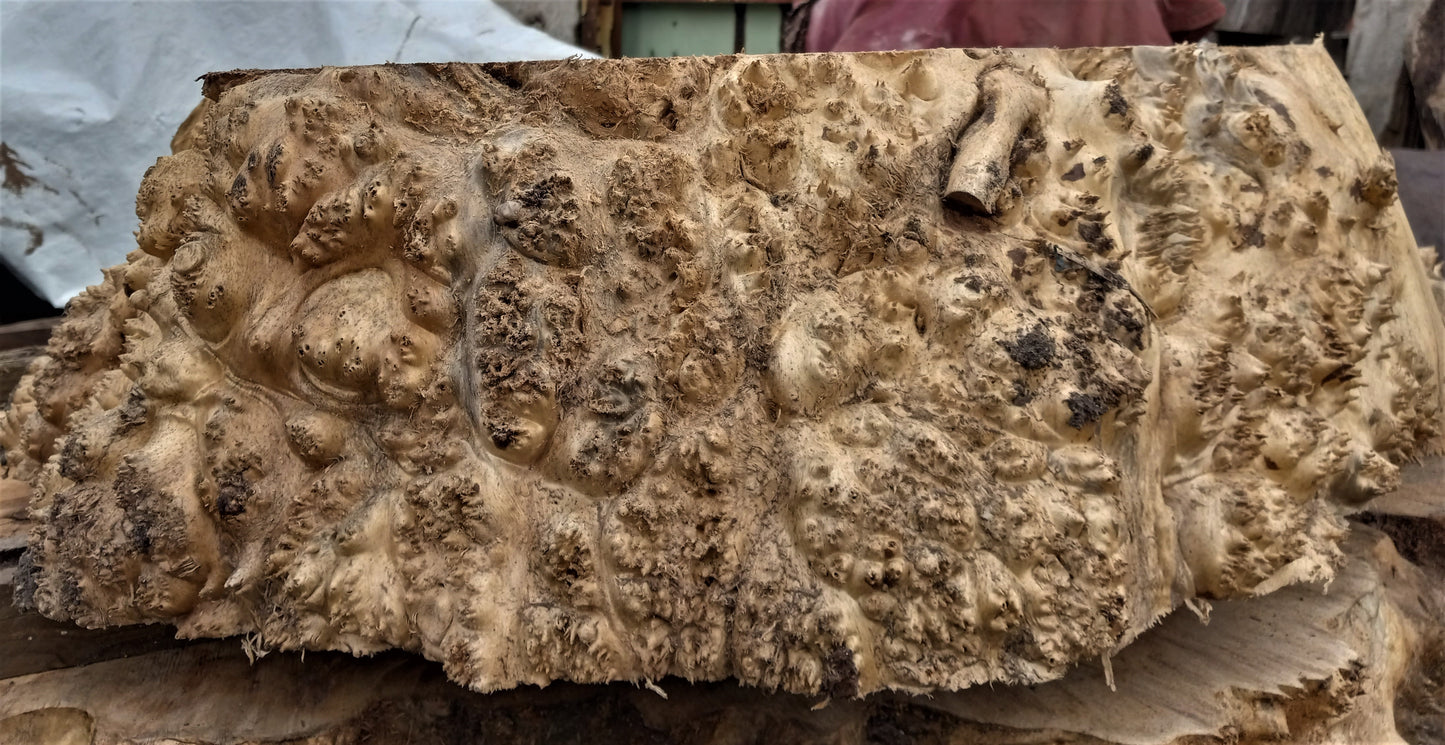 maple burl | live edge | DIY craft wood | turning blank | 21-0080-BS