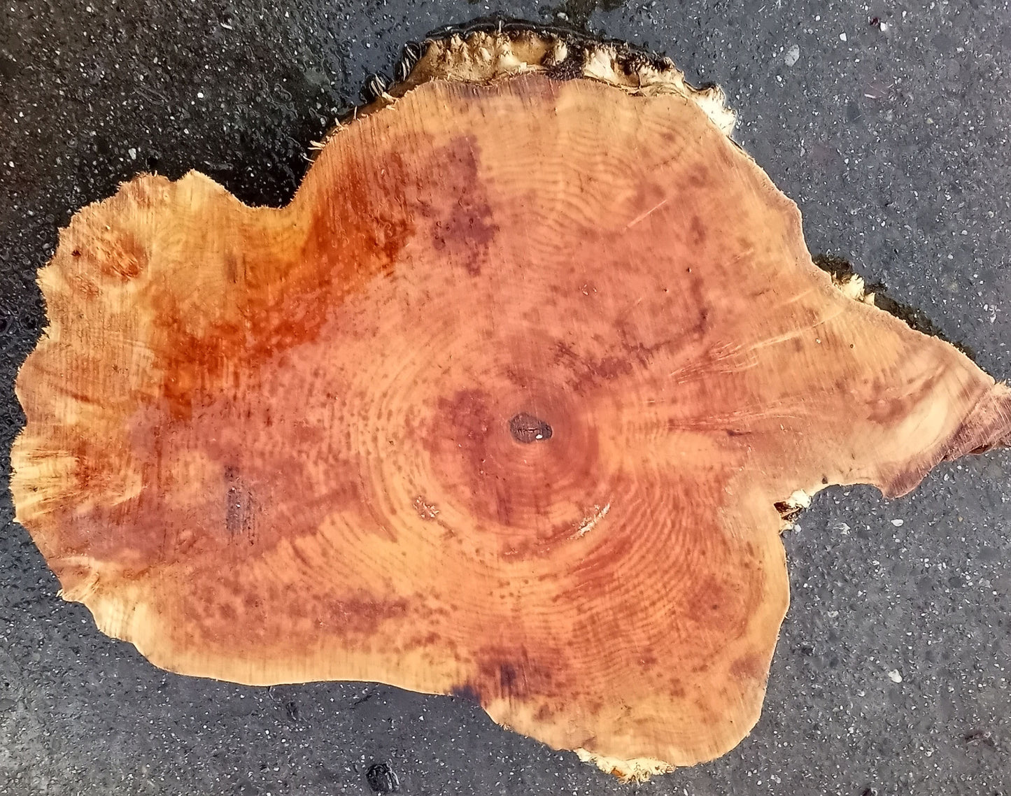 Maple burl | live edge | cookie cut | DIY craft wood | 21-0587-BS