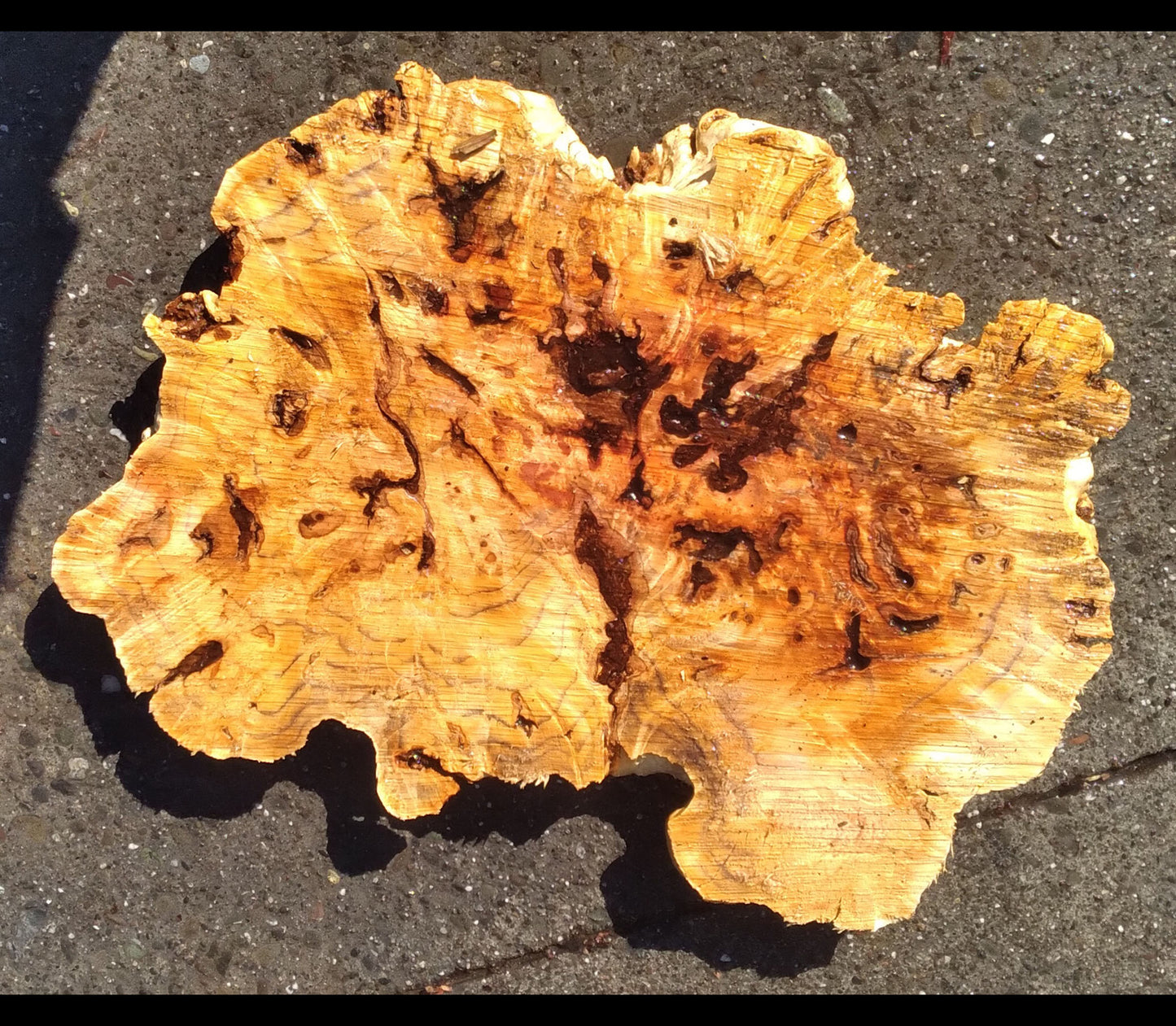 Poplar burl | DIY crafts | crafts | burl table | 22-002