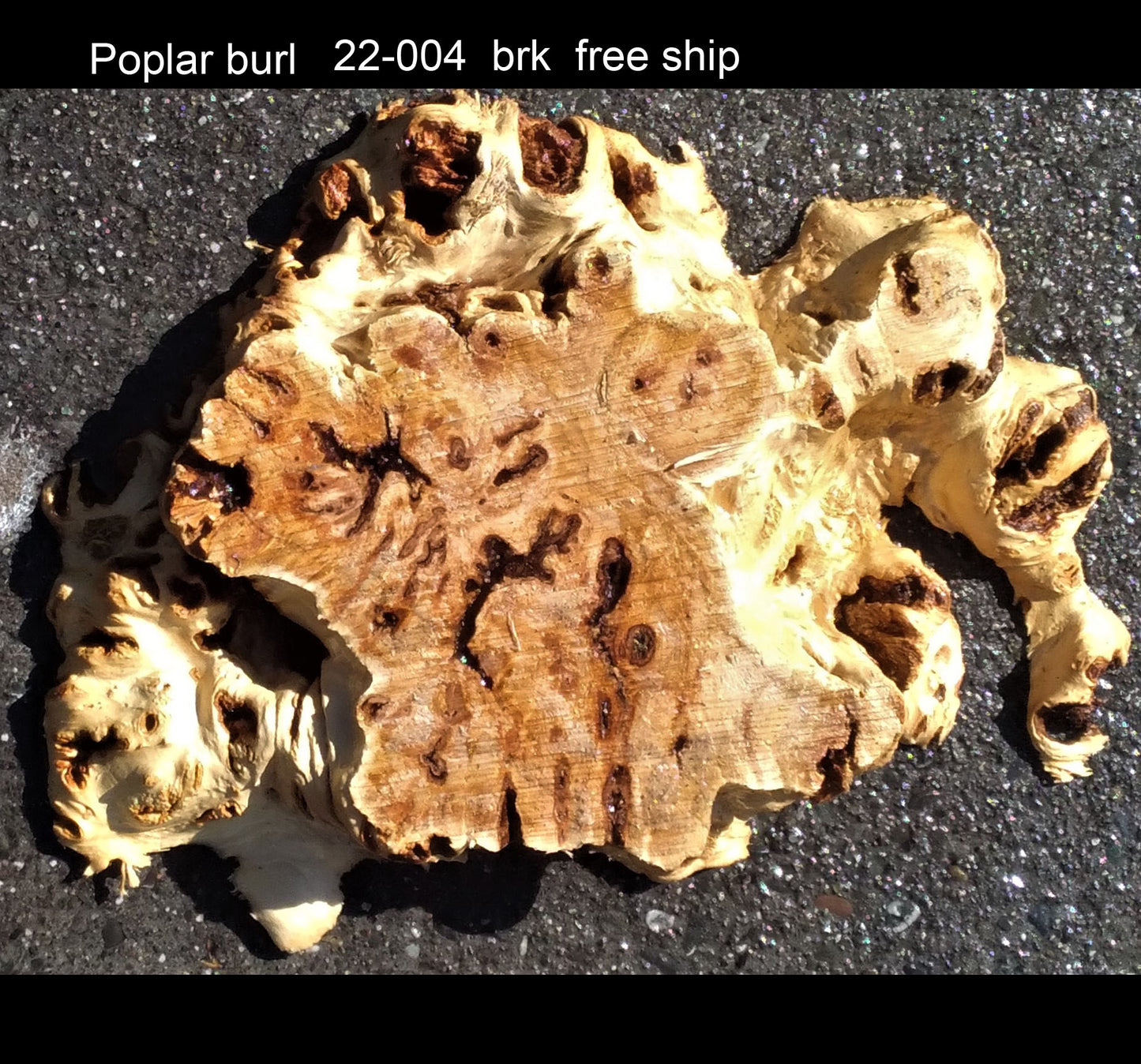 Poplar burl | live edge slab | DIT crafts | trophy mount | 22-004