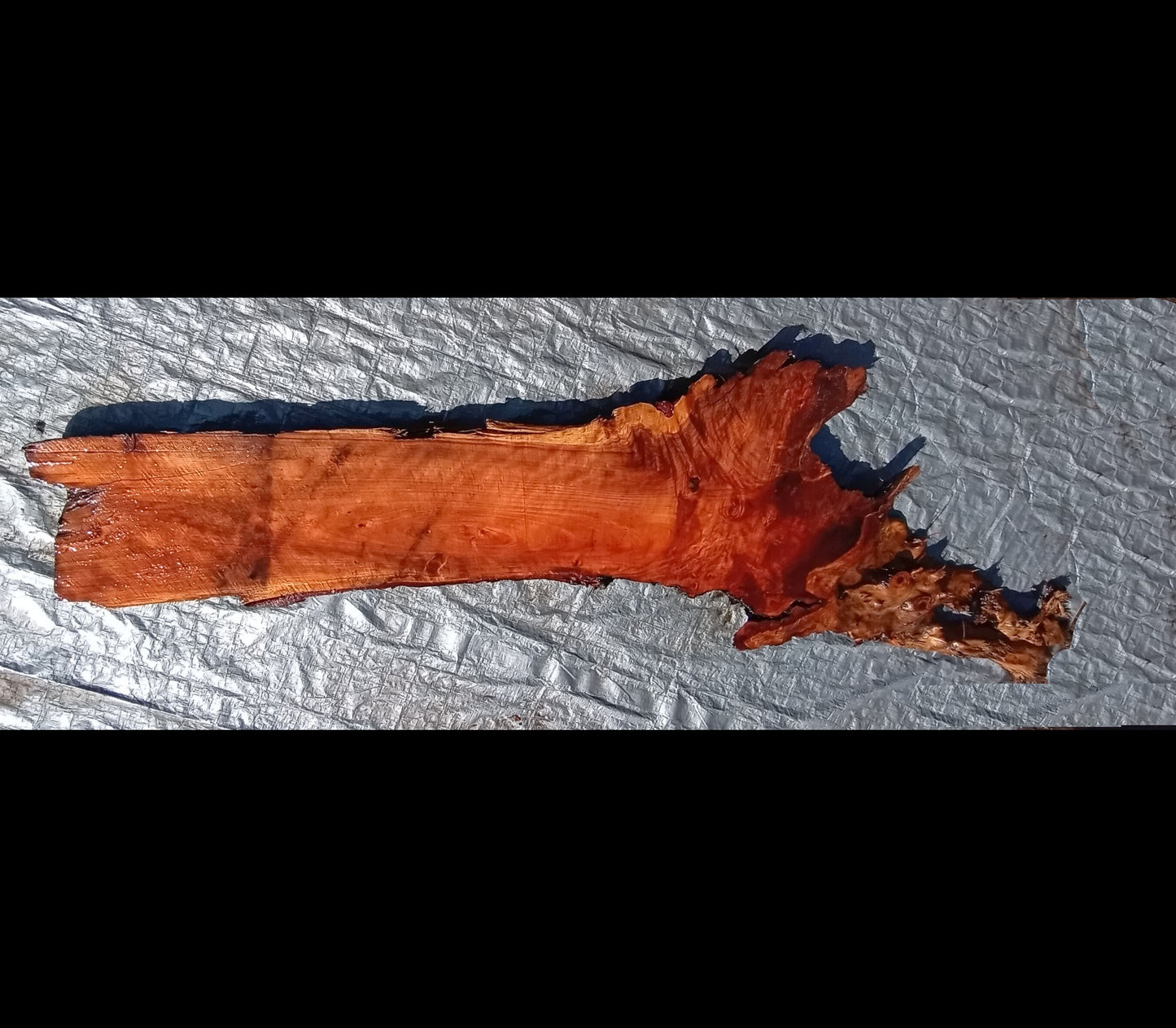 live edge slab | redwood burl | rustic headboard | wall deco | 22-210