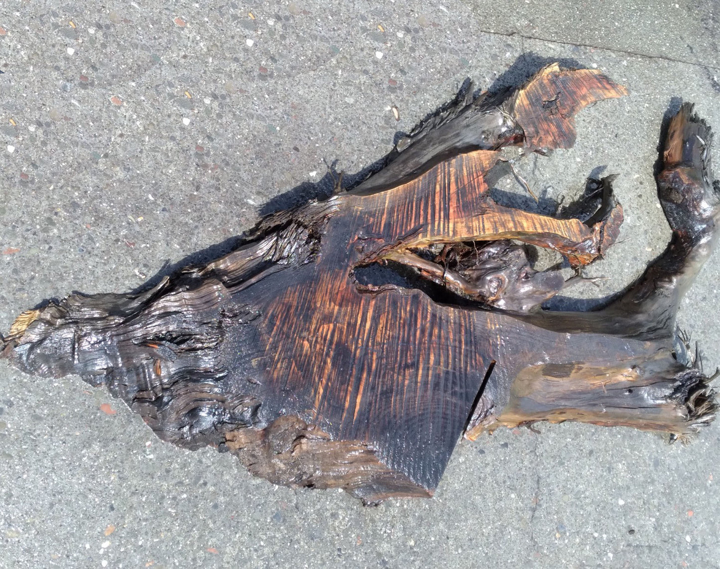 River table | wall decoration | redwood burl slab | DIY crafts | 22-431