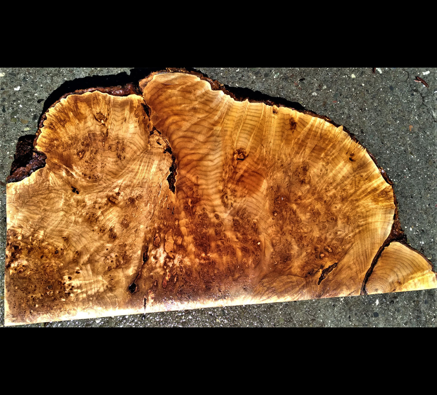 Maple burl slab | wood turning | DIY crafts | bowl turning | 22-458
