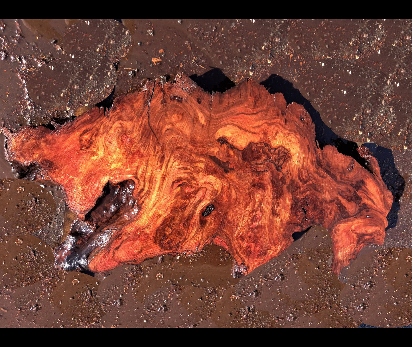 live edge slab | redwood burl | DIY crafts | river table | 22-536