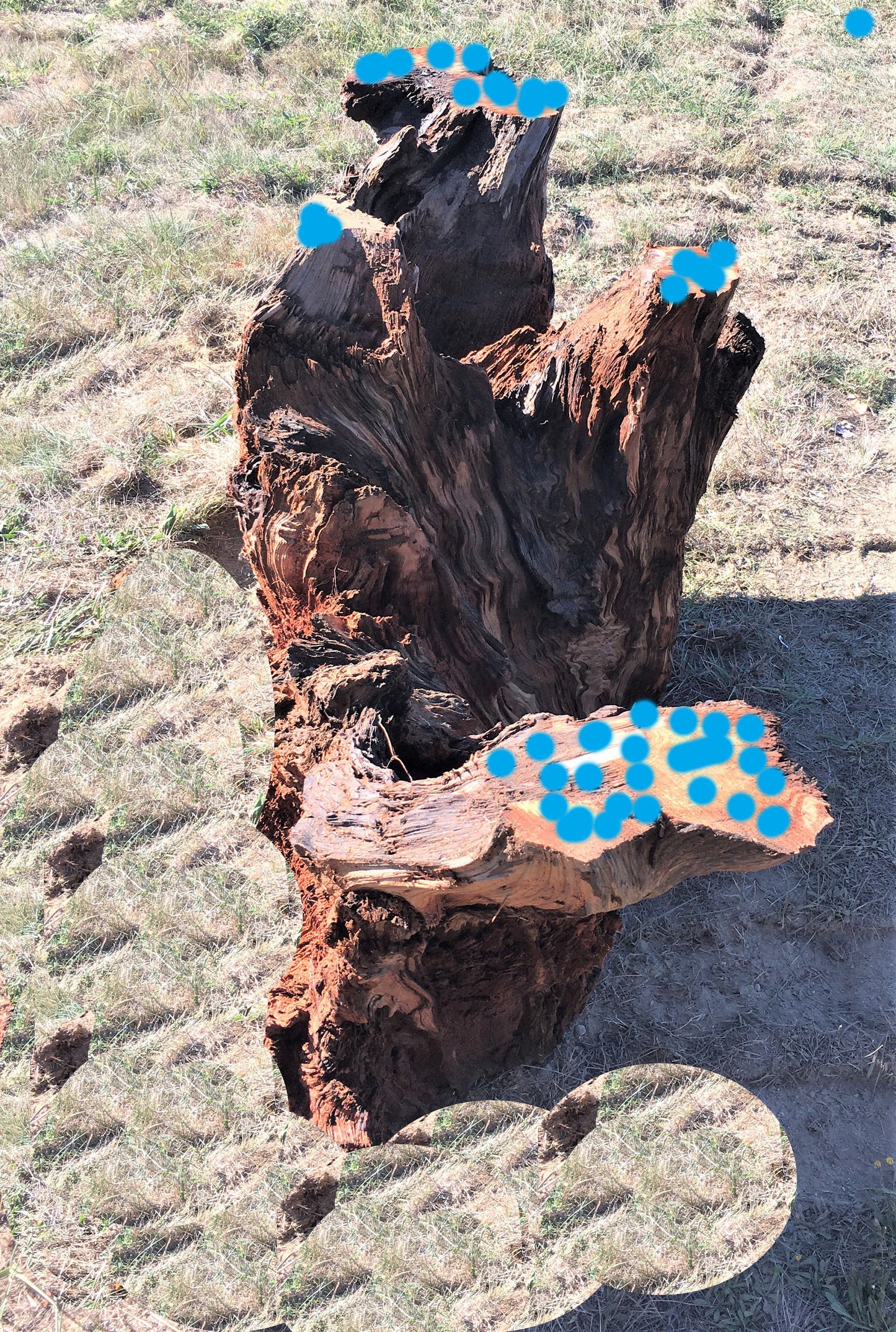 Live edge base | rustic redwood base | dining table base | glass or wood top base - lg base
