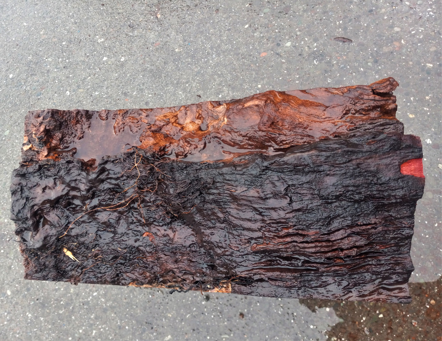 bowl turning | madrone burl | live edge | wood turning | bl-5017