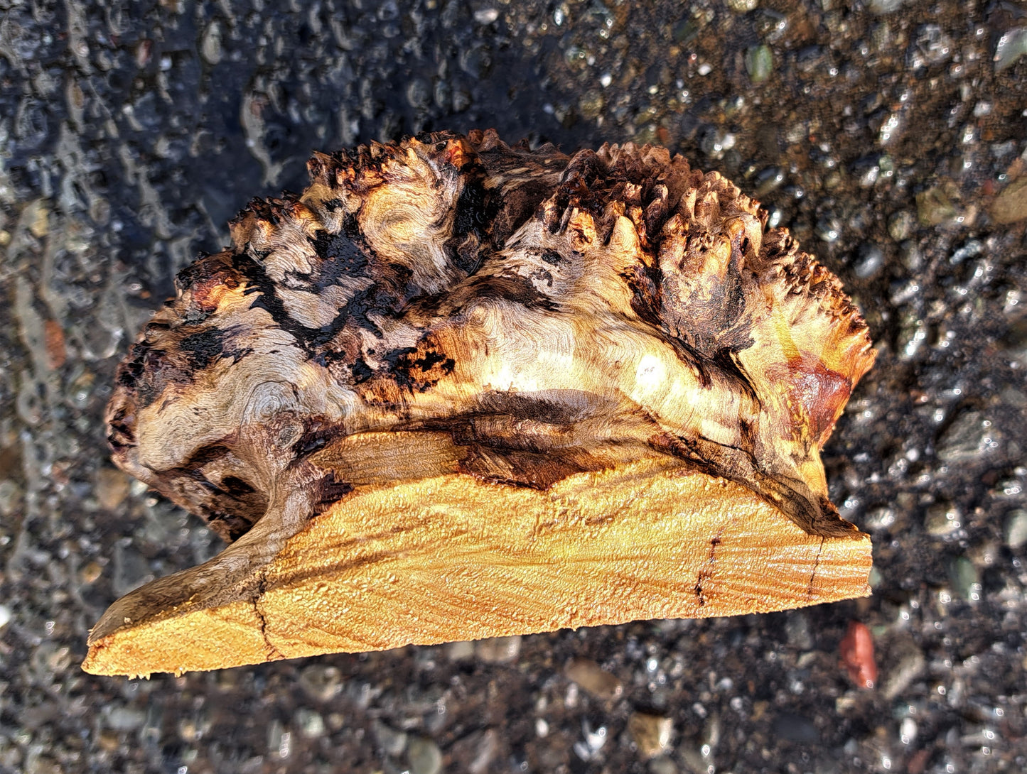 Maple cap | burl | live edge block | bowl turning | wood turning | BL5037