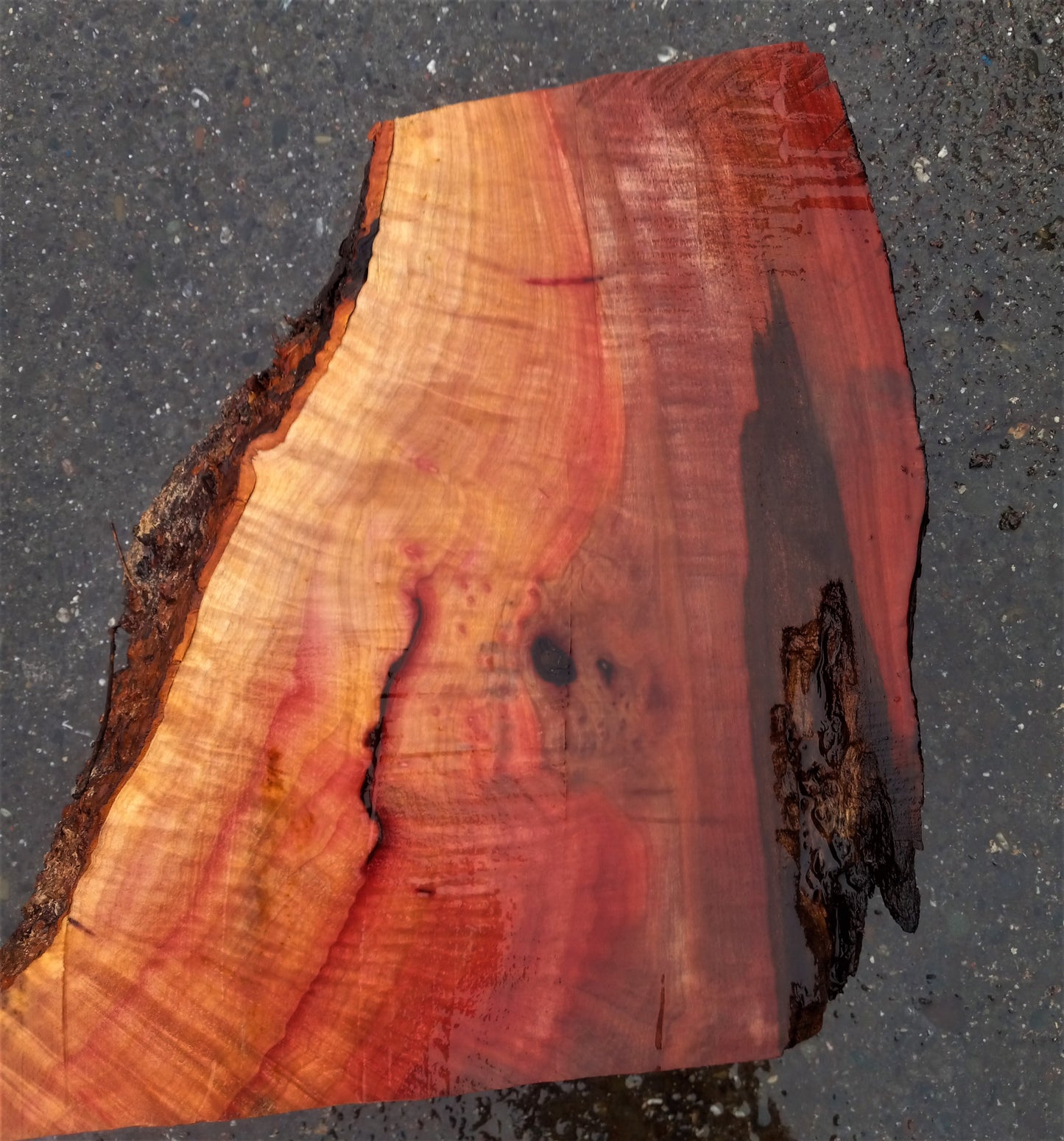 bowl turning | madrone burl | live edge | wood turning | bl-5017