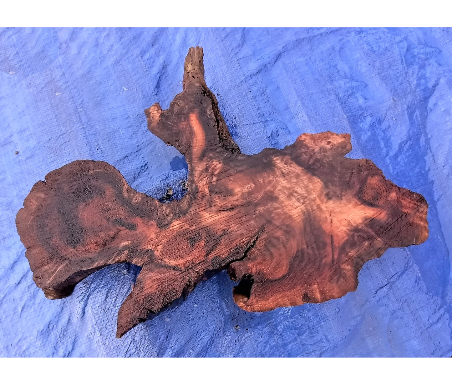 live edge | redwood burl | DIY craft wood | river table | BS7008