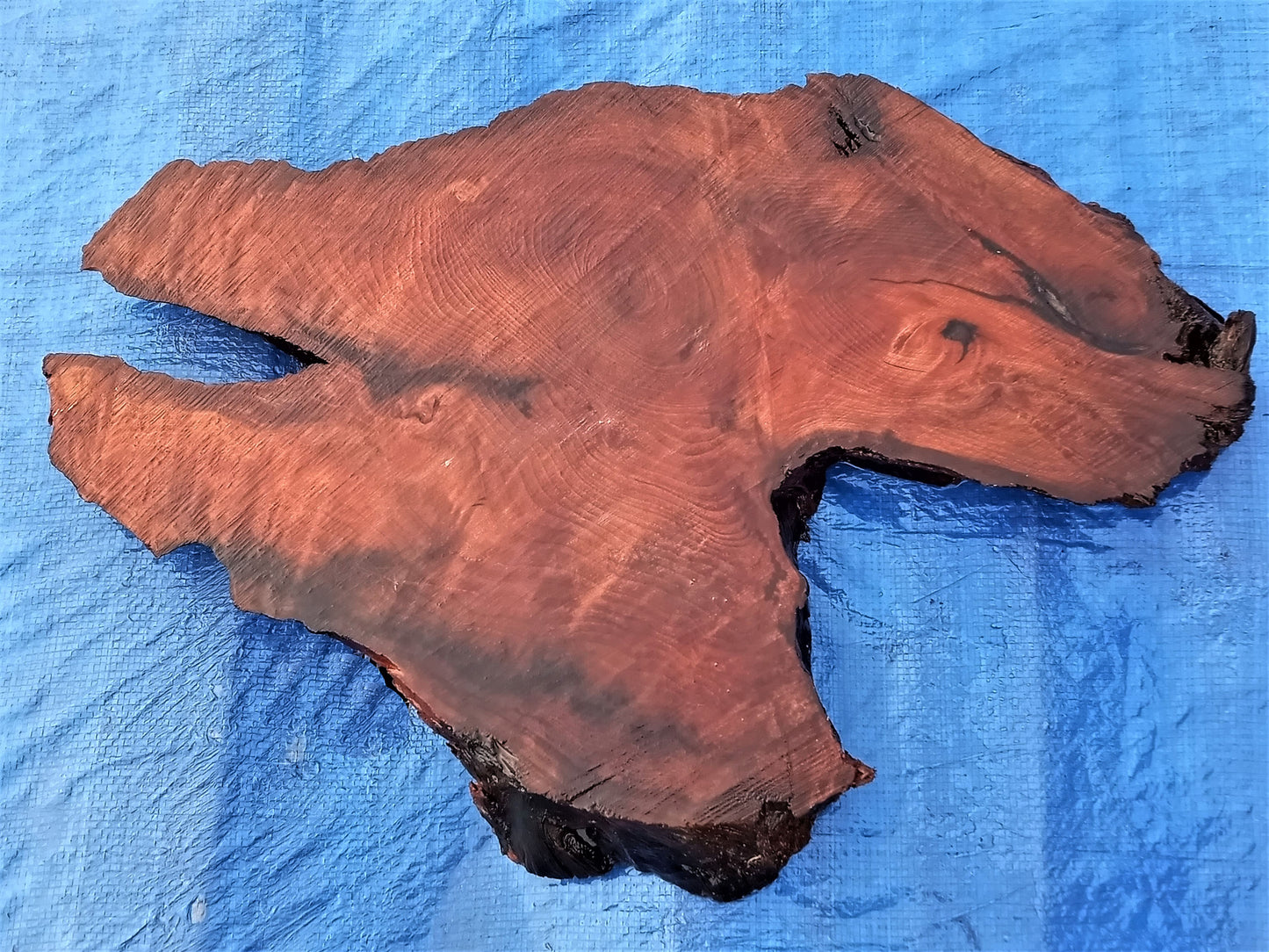 redwood burl | live edge | river table | DIY craft wood | BSZ1488