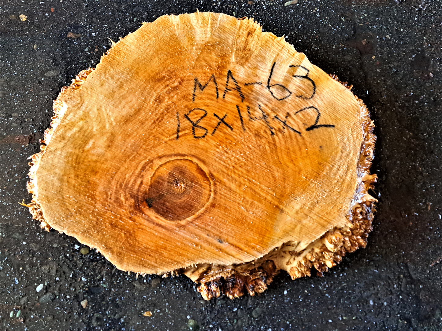 Maple burl slab | cookie cut | live edge wood | DIY wood crafts | MA-63