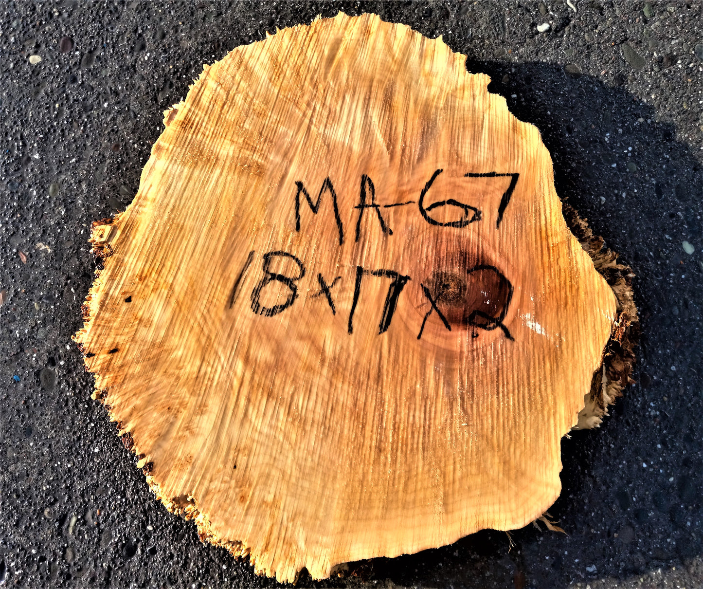 Maple burl slab | cookie cut | live edge wood | DIY wood crafts | MA-67