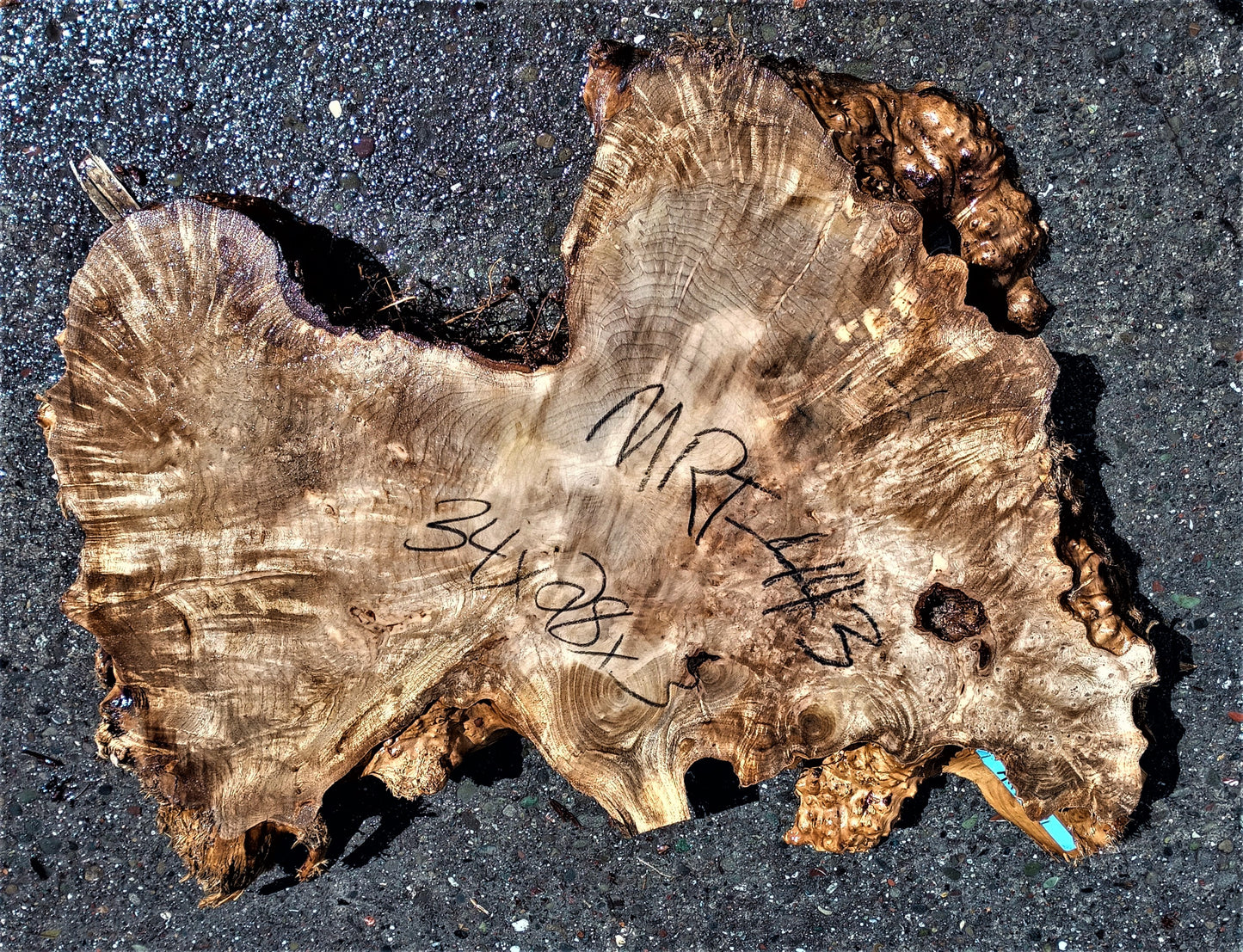 Myrtle burl | live edge slab | Bay Lautral | DIY wood crafts | mrt443
