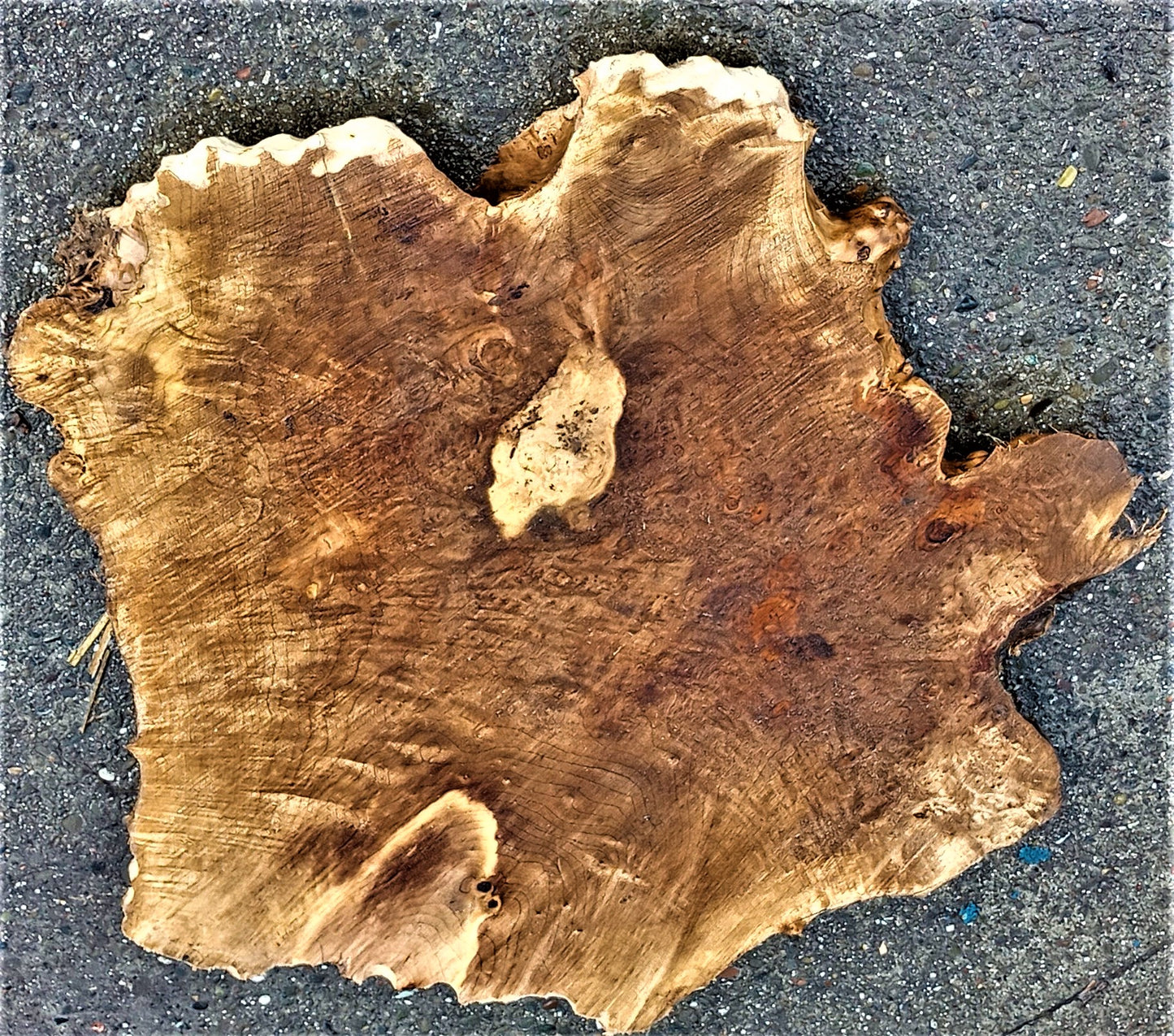 Myrtle burl | live edge slab | Bay Lautral | DIY wood crafts | mrt442