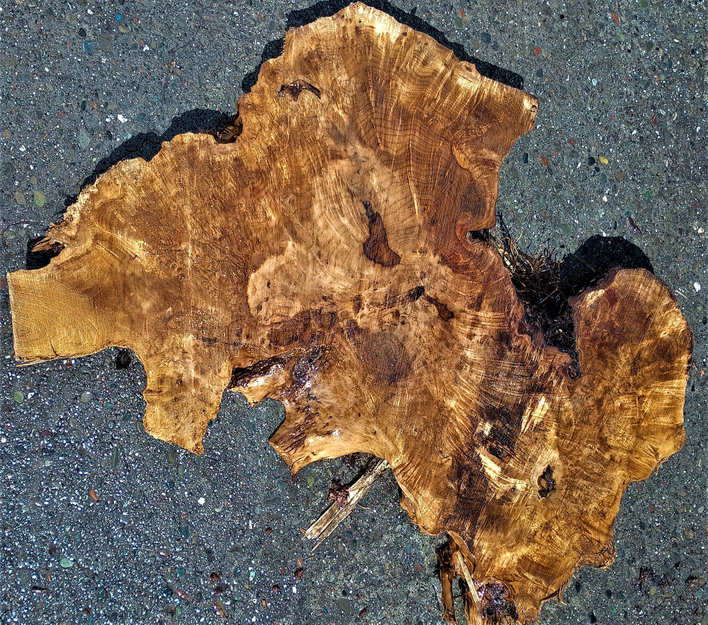 Myrtle burl | live edge slab | Bay Lautral | DIY wood crafts | mrt443