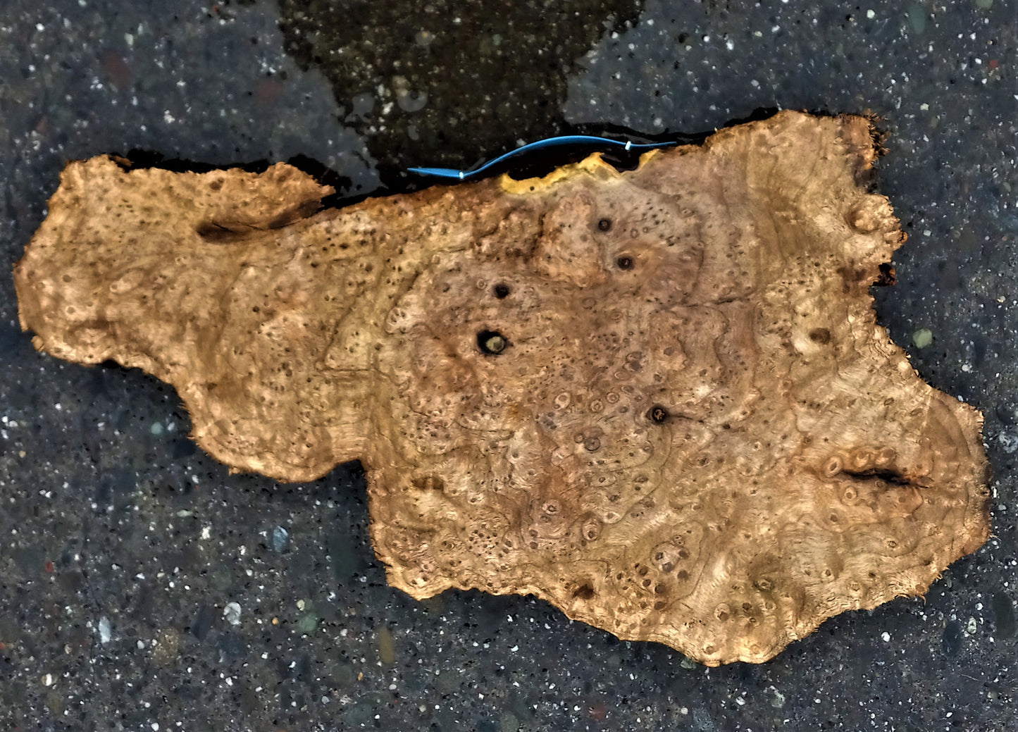 Myrtle burl | Bay burl | live edge slab | DIY wood crafts | mrt464
