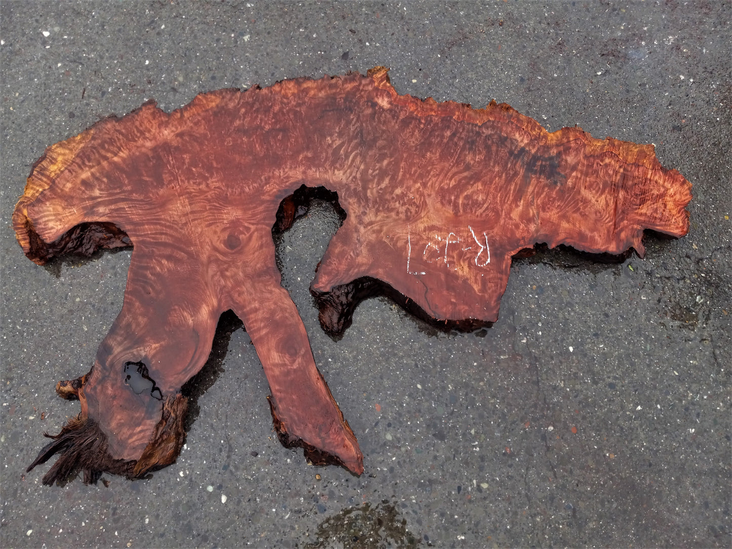 redwood curly lace burl | Live edge slab | epoxy river table | DIY | r-207