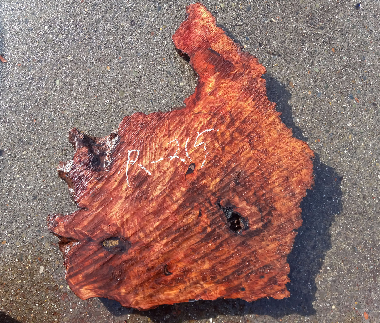 redwood lace burl | live edge slab | crafts | burl | R-215